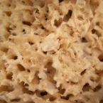 HHUUMM 01F Naturalna gąbka morska (brązowa) 12,5 cm